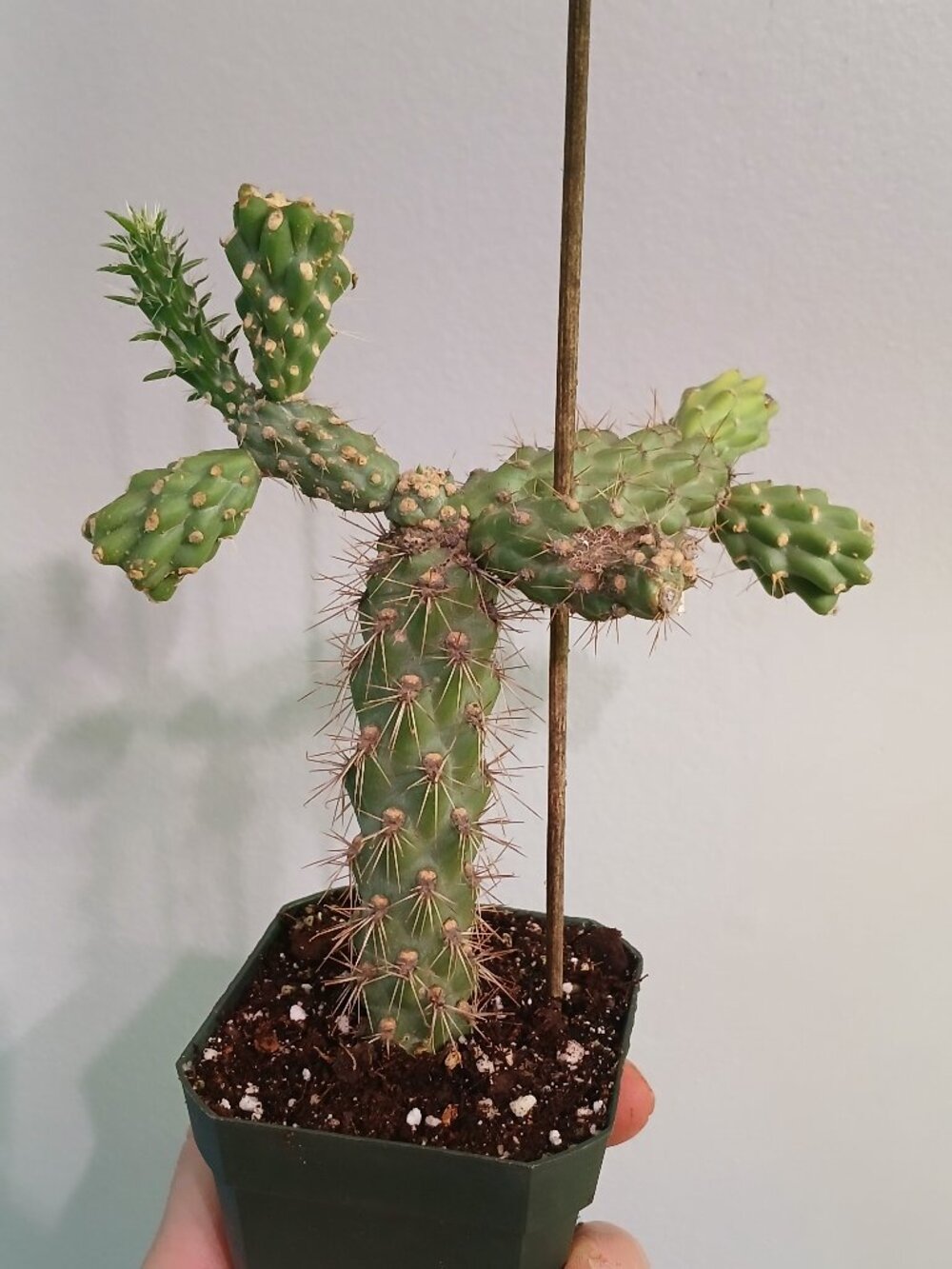 Cholla Cactus
